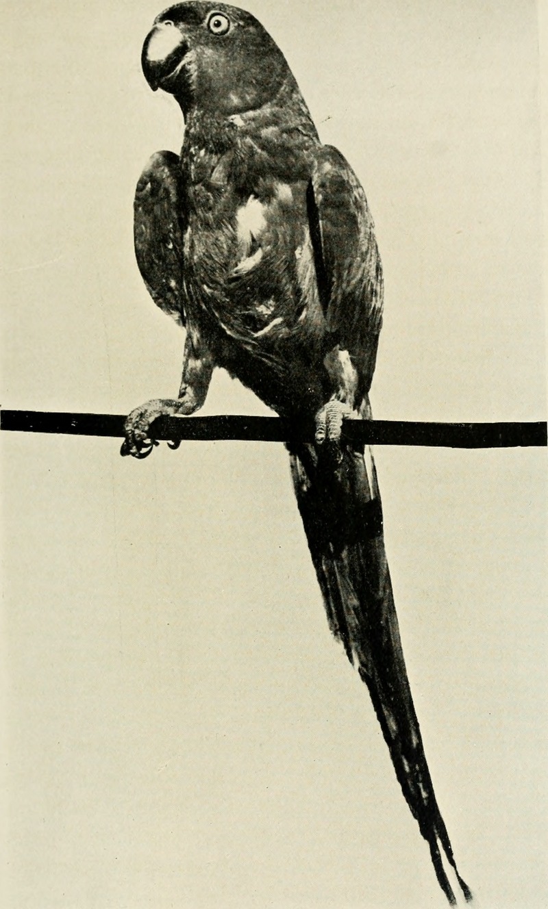 Bombay ducks; an account of some of the every-day birds and beasts found in a naturalist's Eldorado (1906) (14563997838).jpg