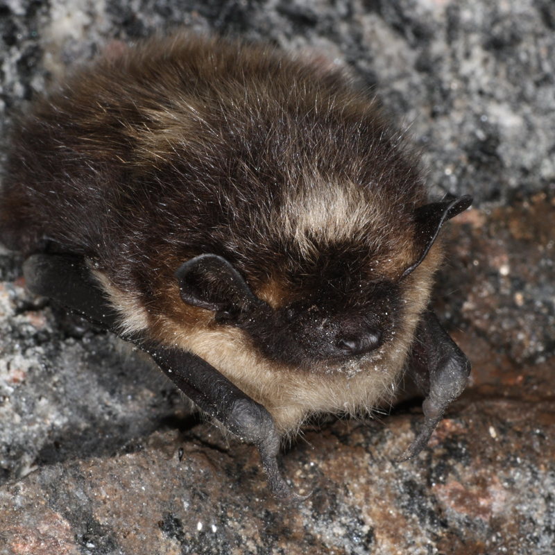 Eptesicus nilssonii hibernating - northern bat (Eptesicus nilssonii).JPG