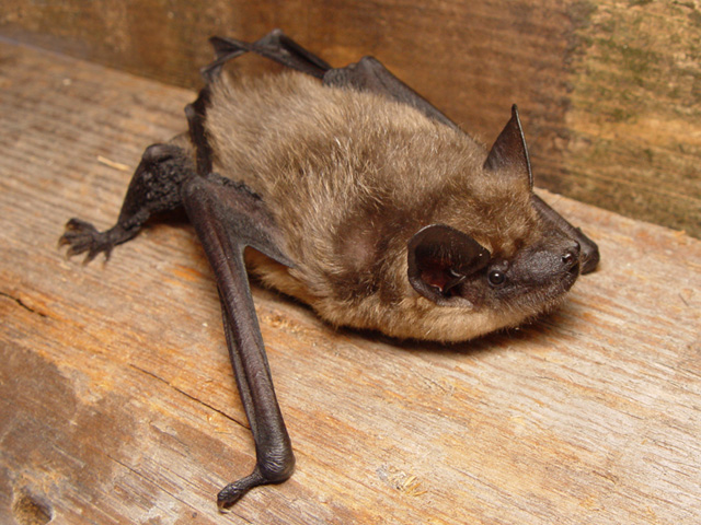 Eptesicus serotinus - serotine bat (Eptesicus serotinus).jpg