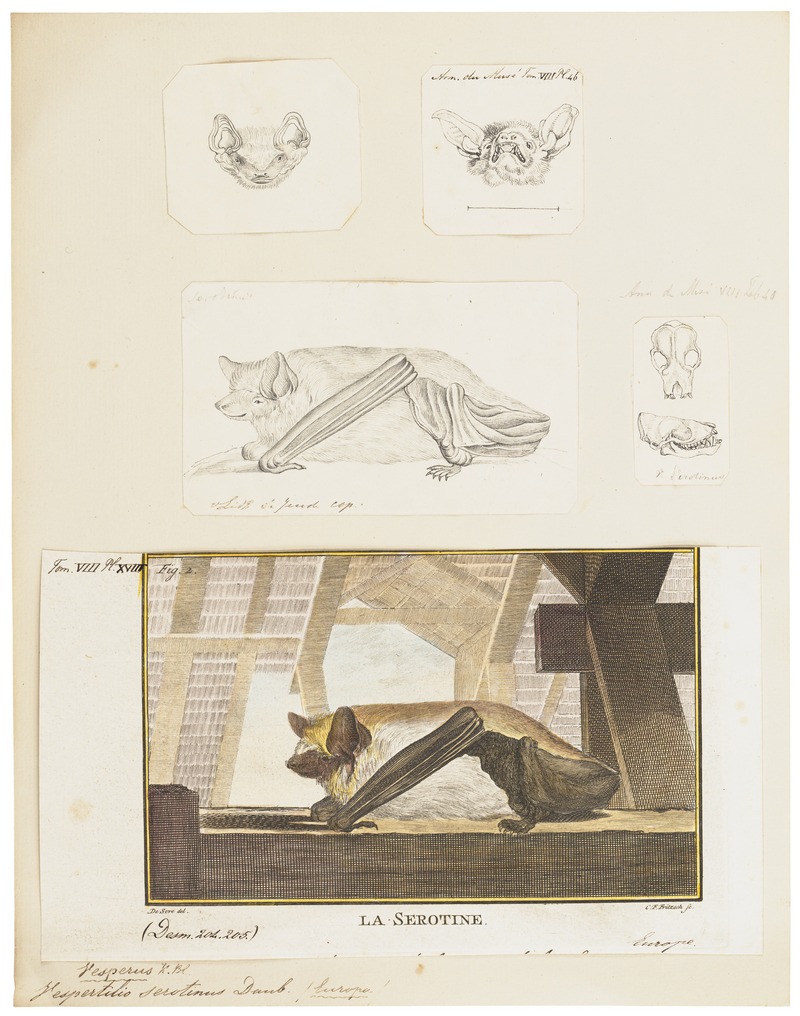 Vespertilio serotinus - 1700-1880 - Print - Iconographia Zoologica - Special Collections University of Amsterdam - UBA01 IZ20800175.jpg