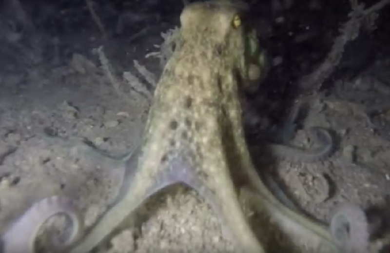 Moschuskrake3 - musky octopus (Eledone moschata).jpg