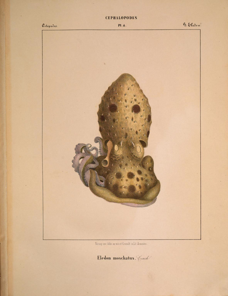 Mollusques méditeranéens (!) (6263517785).jpg