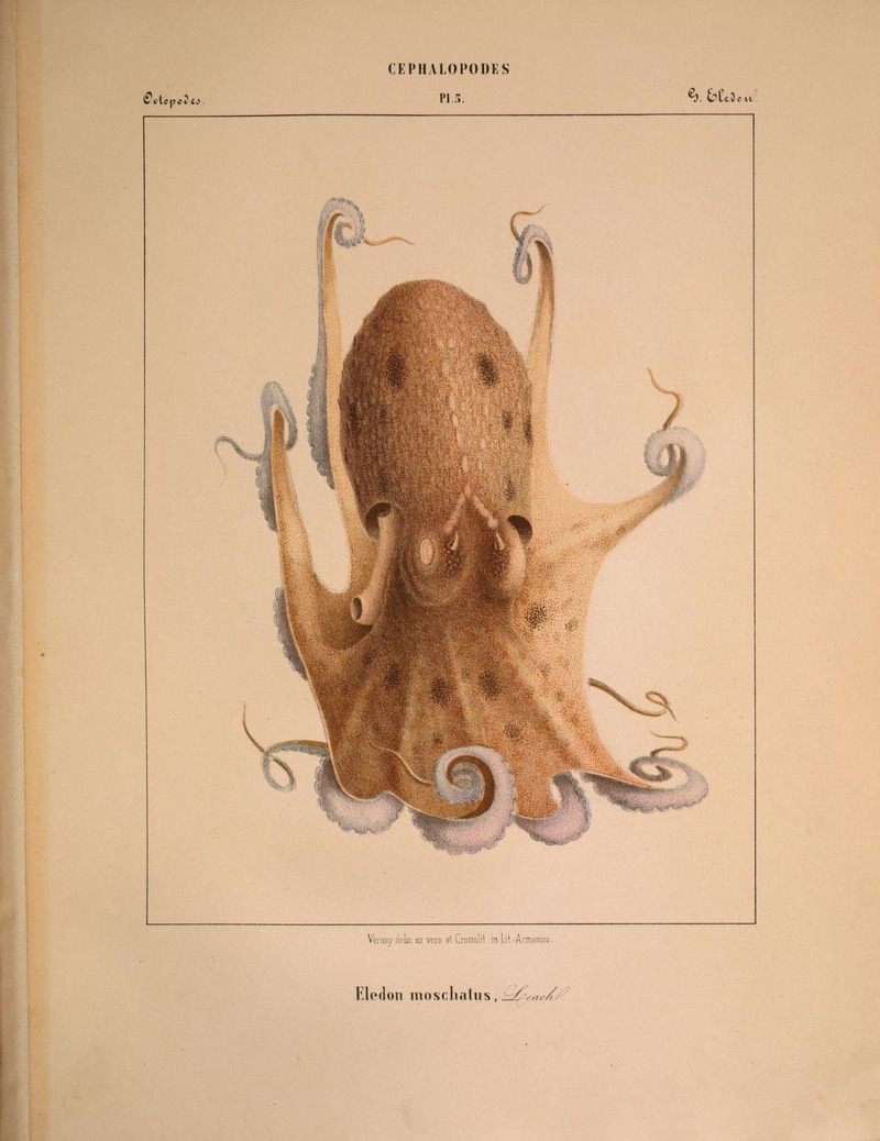 Mollusques méditeranéens (!) (6264044772).jpg