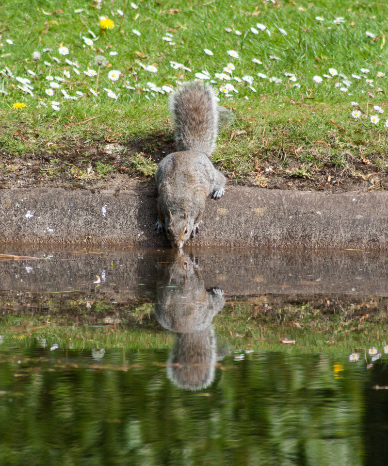 Grey squirrel in Wellington Park, Somerset - eastern gray squirrel (Sciurus carolinensis).jpg