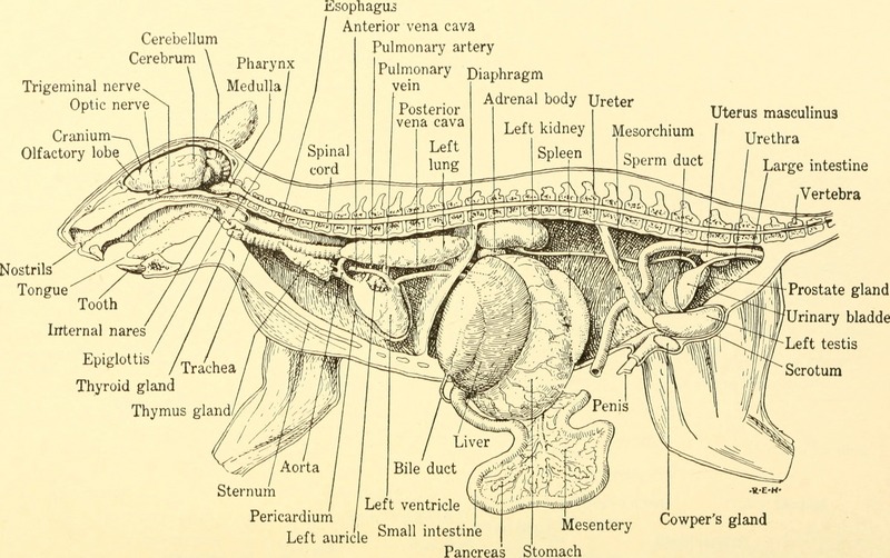 Animal biology (1938) (18009082060).jpg