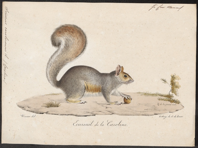 Sciurus carolinensis - 1700-1880 - Print - Iconographia Zoologica - Special Collections University of Amsterdam - UBA01 IZ20400029.jpg
