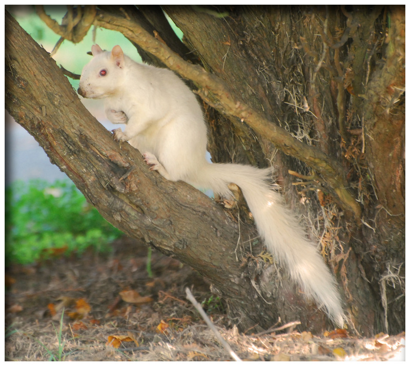 Rare White Albino Squirrel.jpg