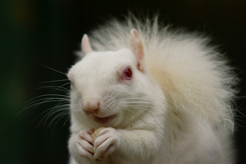 Albino Grey Squirrel.jpg