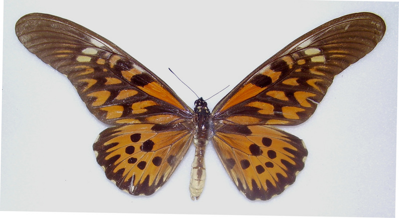 Antimachus - giant African swallowtail (Papilio antimachus).jpg