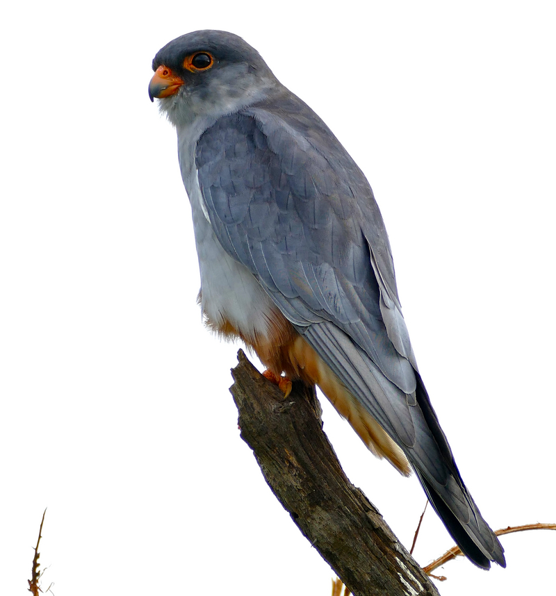 Amur Falcon (Falco amurensis) male (16794543415).jpg