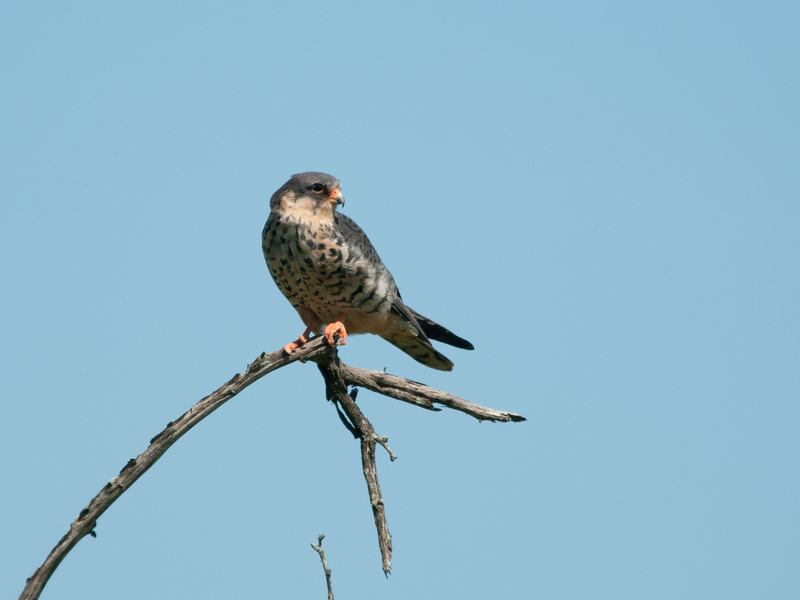 Falco amurensis Kruger 1.jpg