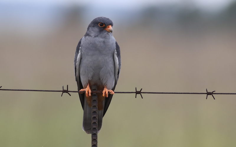 Amur falcon, Falco amurensis, male, R42, Gauteng, South Africa (32774847312).jpg