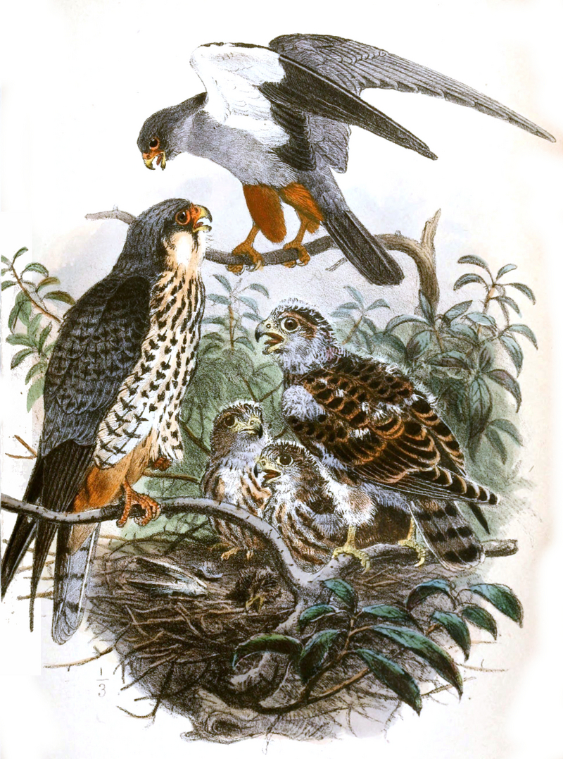 Falco amurensis 1868.jpg