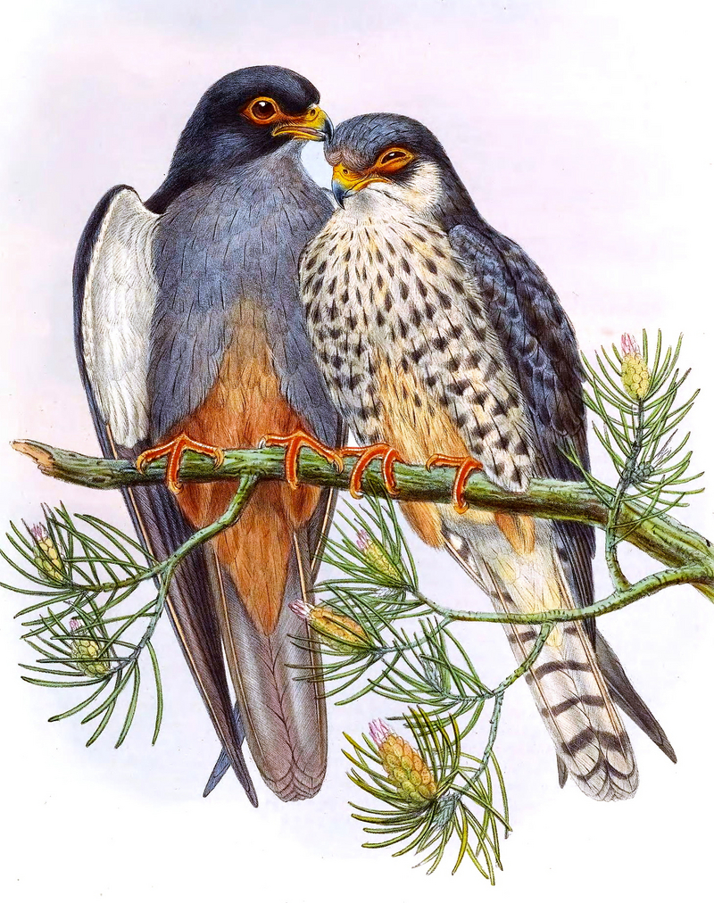 Falco.Amurensis.Gould.jpg