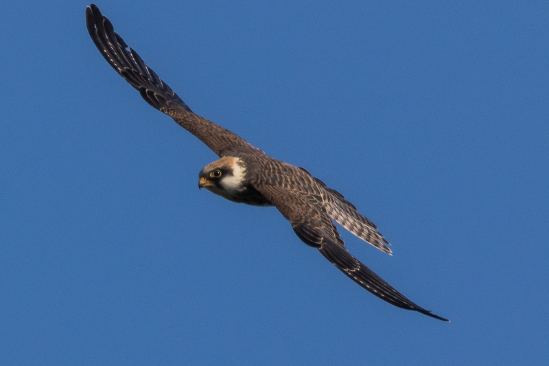 Falco cuculo 2.jpg