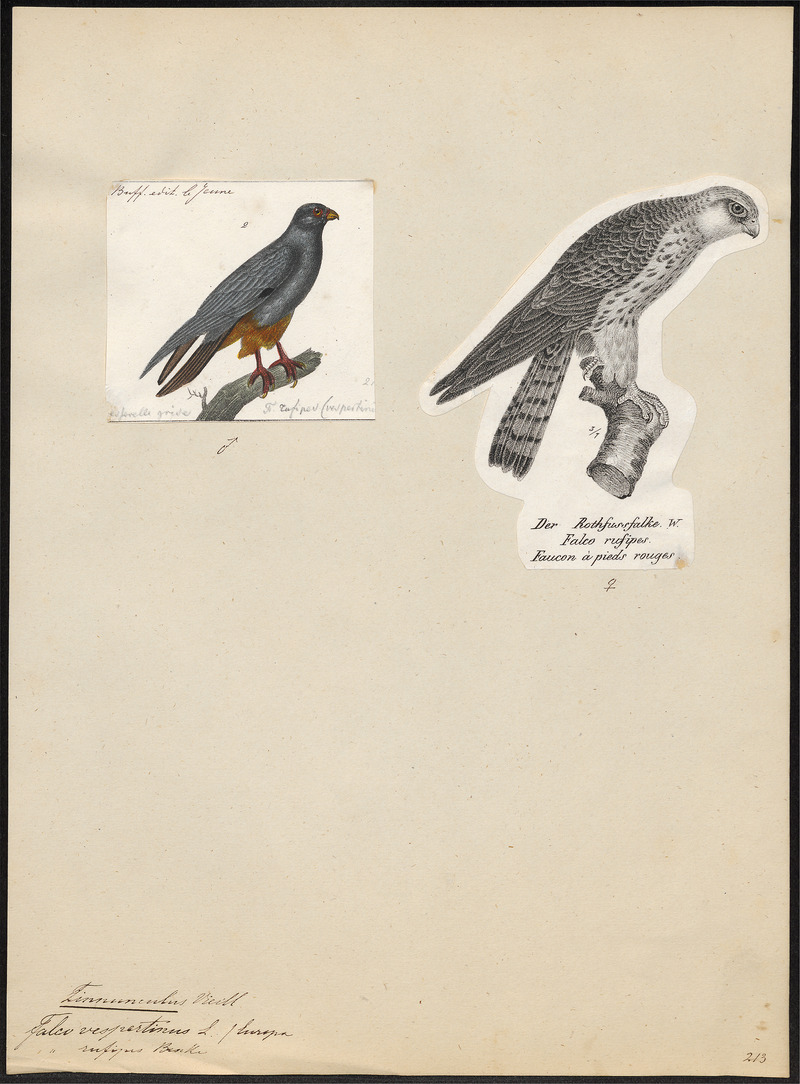 Tinnunculus vespertinus - 1700-1880 - Print - Iconographia Zoologica - Special Collections University of Amsterdam - UBA01 IZ18200247.jpg