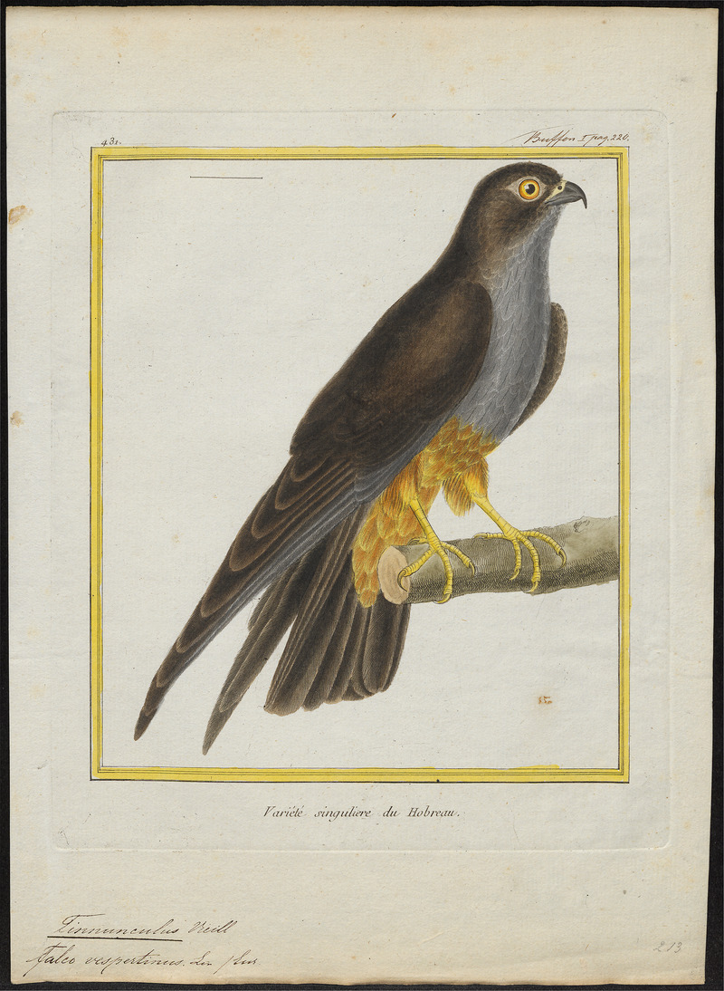Tinnunculus vespertinus - 1700-1880 - Print - Iconographia Zoologica - Special Collections University of Amsterdam - UBA01 IZ18200249.jpg