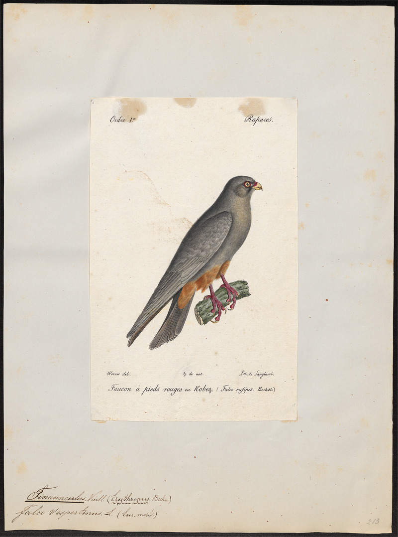 Tinnunculus vespertinus - 1842-1848 - Print - Iconographia Zoologica - Special Collections University of Amsterdam - UBA01 IZ18200251.jpg