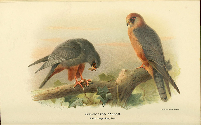 Coloured figures of the birds of the British Islands - issued by Lord Lilford (6028615025).jpg