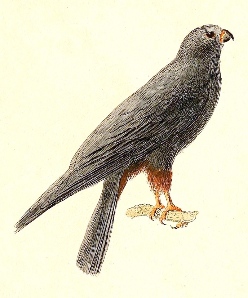 Falco vespertinus 1832.jpg