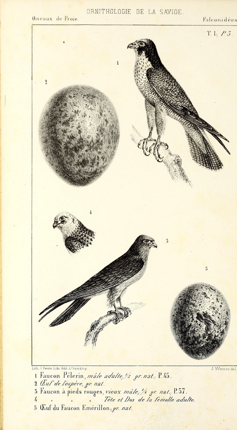Ornithologie de la Savoie, ou, Histoire des oiseaux (13471972073).jpg