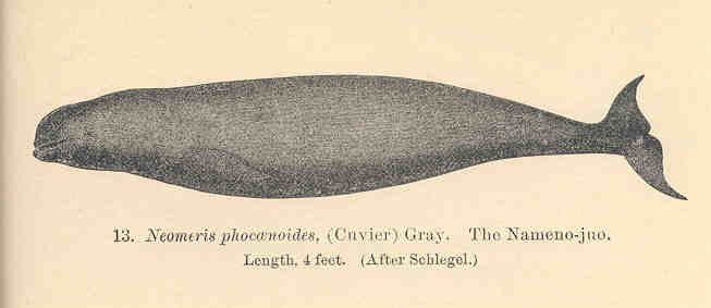 FMIB 34109 Neomeris phocaenoides, (Cuvier) Gray The Nameno-juo.jpeg