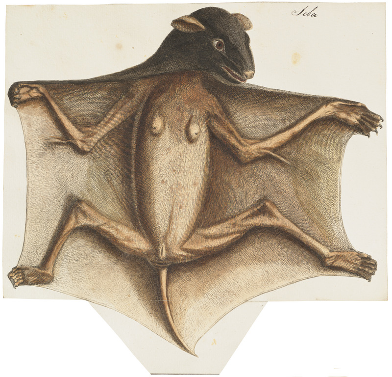 Vespertilio vampyrus - 1700-1880 - Print - Iconographia Zoologica - Special Collections University of Amsterdam - UBA01 IZ20700009.jpg