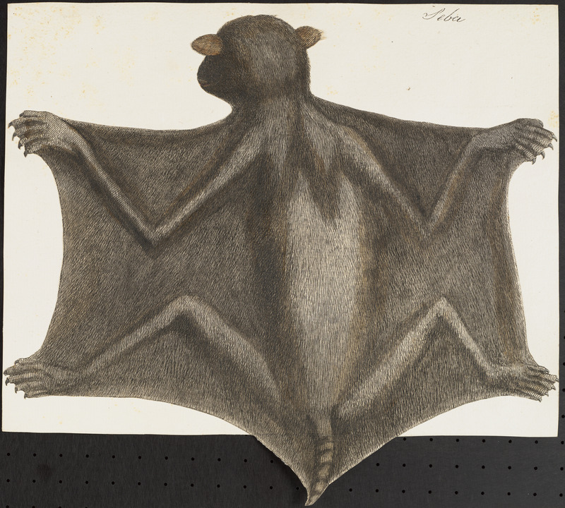 Vespertilio vampyrus - 1700-1880 - Print - Iconographia Zoologica - Special Collections University of Amsterdam - UBA01 IZ20700011.jpg