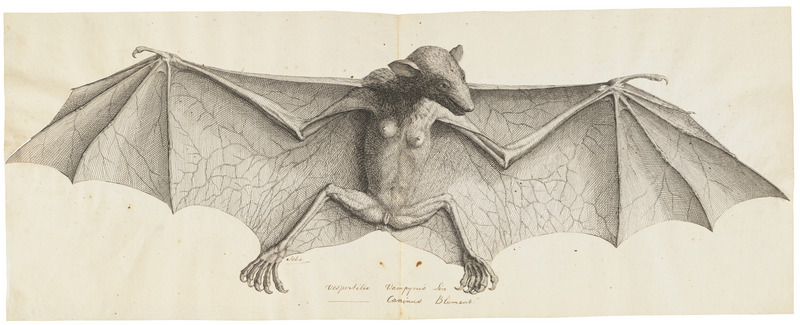 Vespertilio vampyrus - 1700-1880 - Print - Iconographia Zoologica - Special Collections University of Amsterdam - UBA01 IZ20700007.jpg