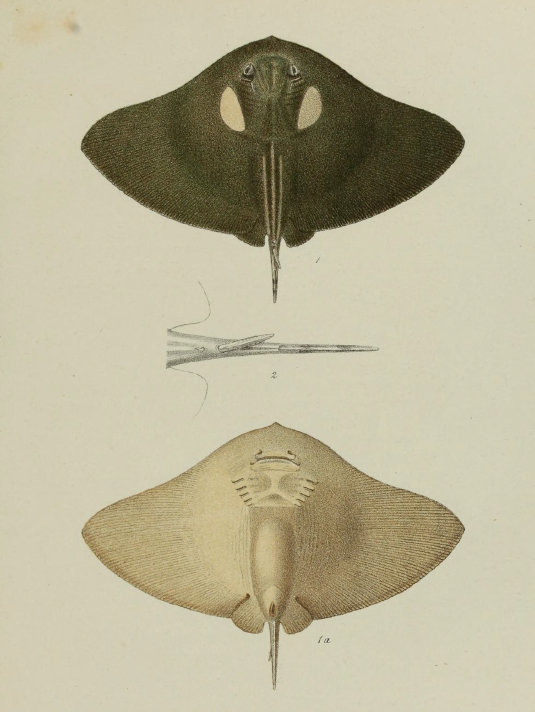 Pteroplatea binotata LUNEL,1879.jpg