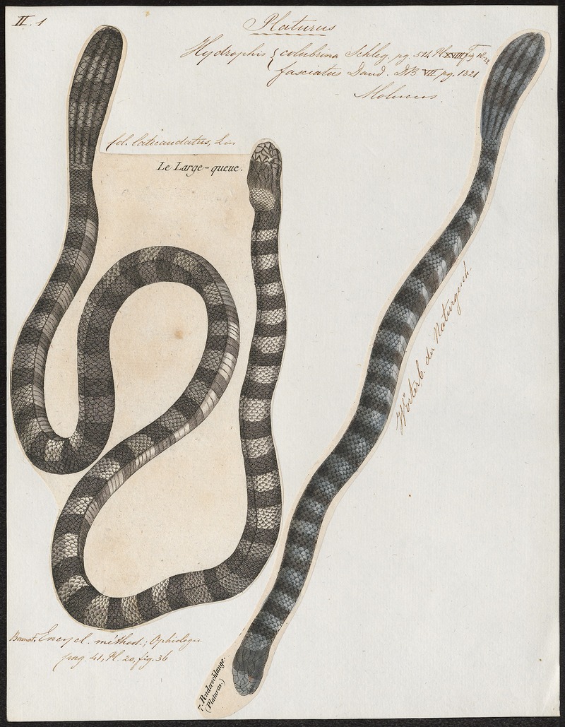 Hydrophis colubrina - 1700-1880 - Print - Iconographia Zoologica - Special Collections University of Amsterdam - UBA01 IZ11800147.jpg