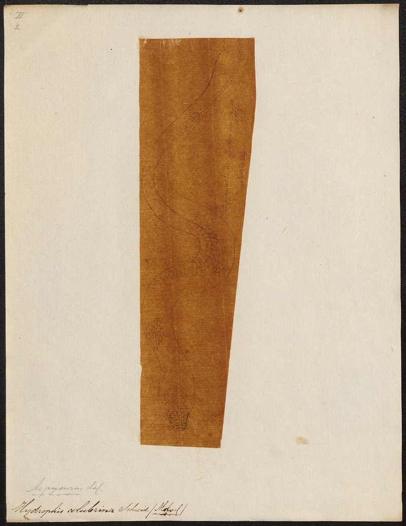 Hydrophis colubrina - 1700-1880 - Print - Iconographia Zoologica - Special Collections University of Amsterdam - UBA01 IZ11800149.jpg