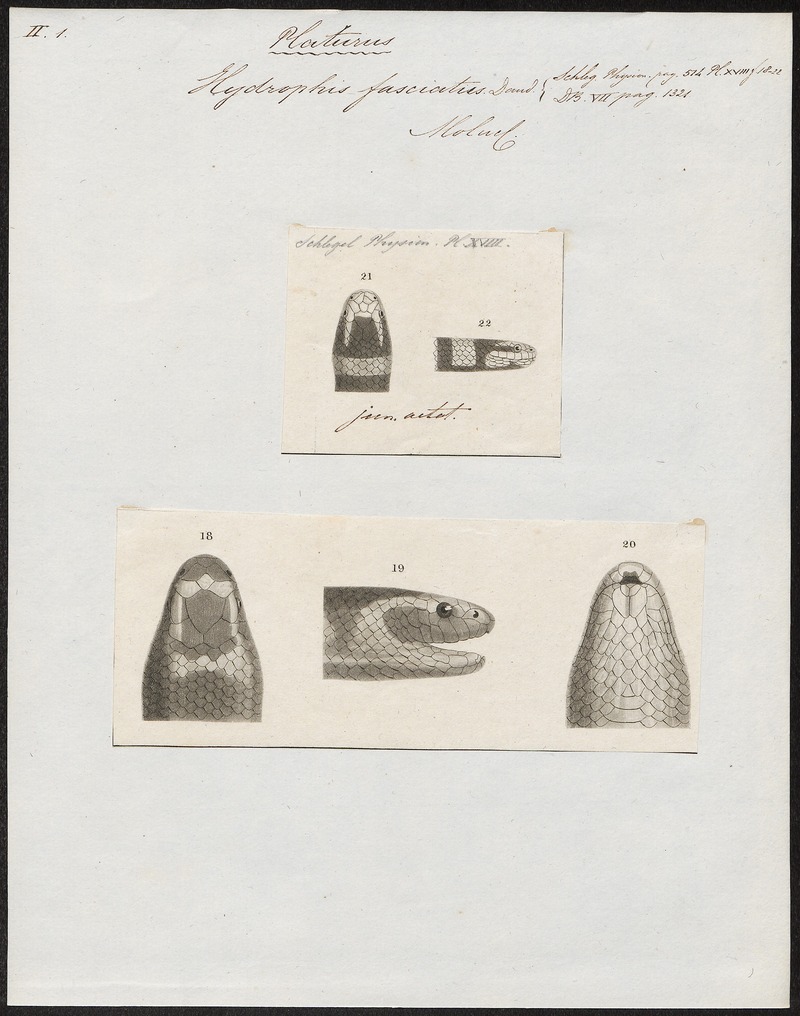 Hydrophis fasciatus - - Print - Iconographia Zoologica - Special Collections University of Amsterdam - UBA01 IZ11800145.jpg