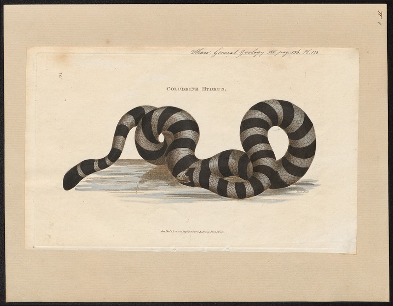 Hydrus colubrinus - 1700-1880 - Print - Iconographia Zoologica - Special Collections University of Amsterdam - UBA01 IZ11800139.jpg