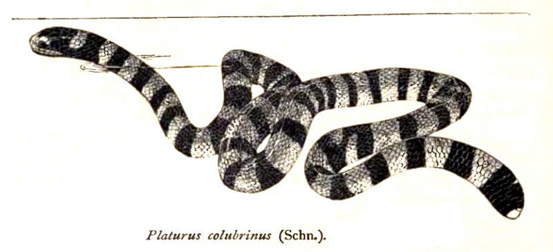 Platurus.Colubrinus.Rooij.jpg