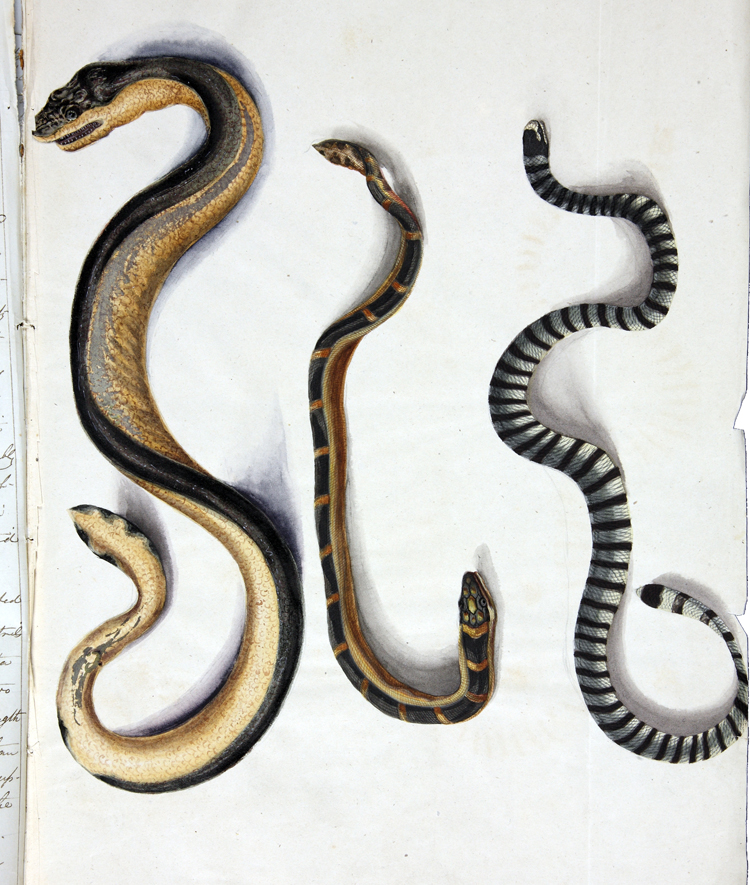 Sea snakes of the Southern Ocean.jpg
