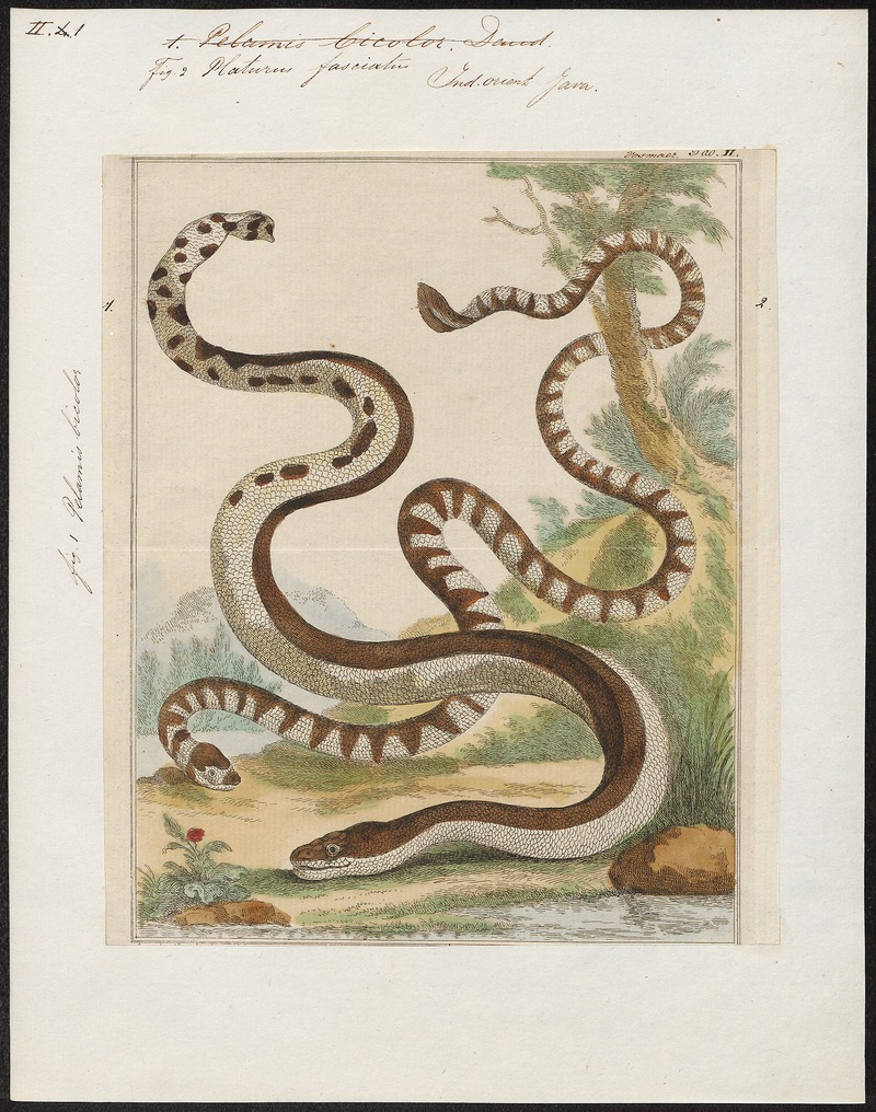 Platurus fasciatus - 1700-1880 - Print - Iconographia Zoologica - Special Collections University of Amsterdam - UBA01 IZ11800141.jpg