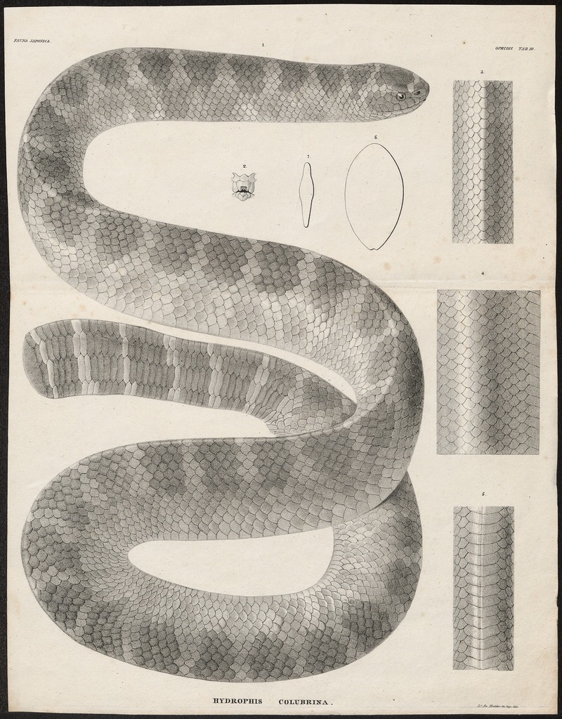 Platurus fasciatus - 1700-1880 - Print - Iconographia Zoologica - Special Collections University of Amsterdam - UBA01 IZ11800143.jpg