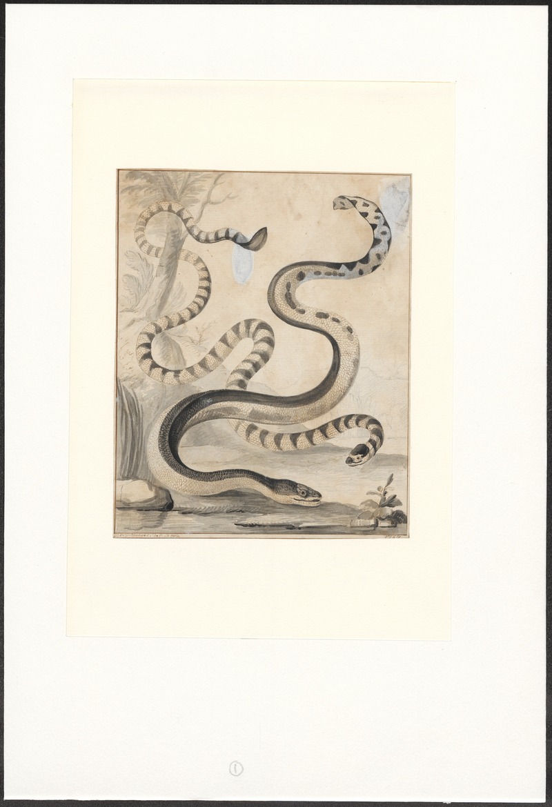 Platurus fasciatus - 1767 - Print - Iconographia Zoologica - Special Collections University of Amsterdam - UBA01 IZA1000453.jpg