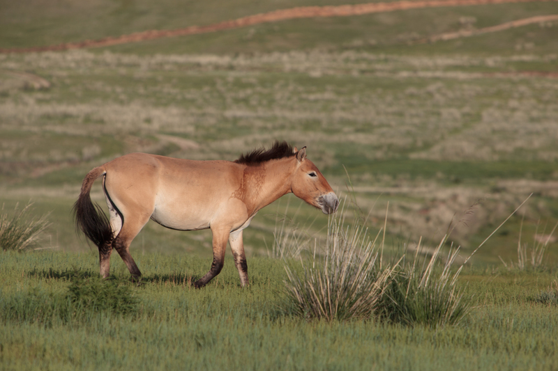 Cheval de Przewalski Mongolia - Przewalski's horse (Equus ferus przewalskii), Asian Wild Horse.jpg