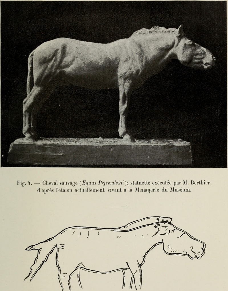 Bulletin du Muséum d'histoire naturelle (1906) (20445945811).jpg