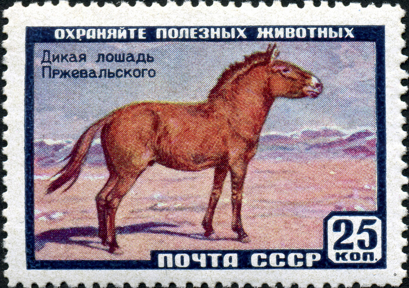 The Soviet Union 1959 CPA 2325 stamp (Przewalski's Horse).jpg