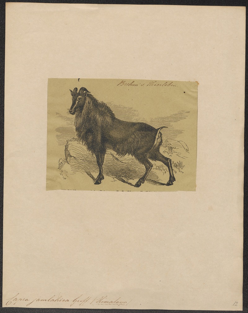 Capra jamlahica - 1700-1880 - Print - Iconographia Zoologica - Special Collections University of Amsterdam - UBA01 IZ21300199.jpg