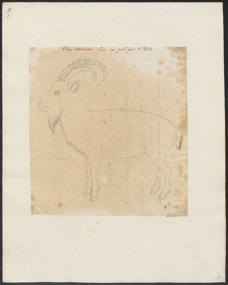 Ibex sibiricus - 1700-1880 - Print - Iconographia Zoologica - Special Collections University of Amsterdam - UBA01 IZ21300169.jpg