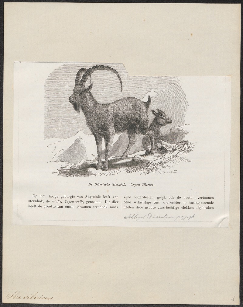 Ibex sibiricus - 1700-1880 - Print - Iconographia Zoologica - Special Collections University of Amsterdam - UBA01 IZ21300171.jpg