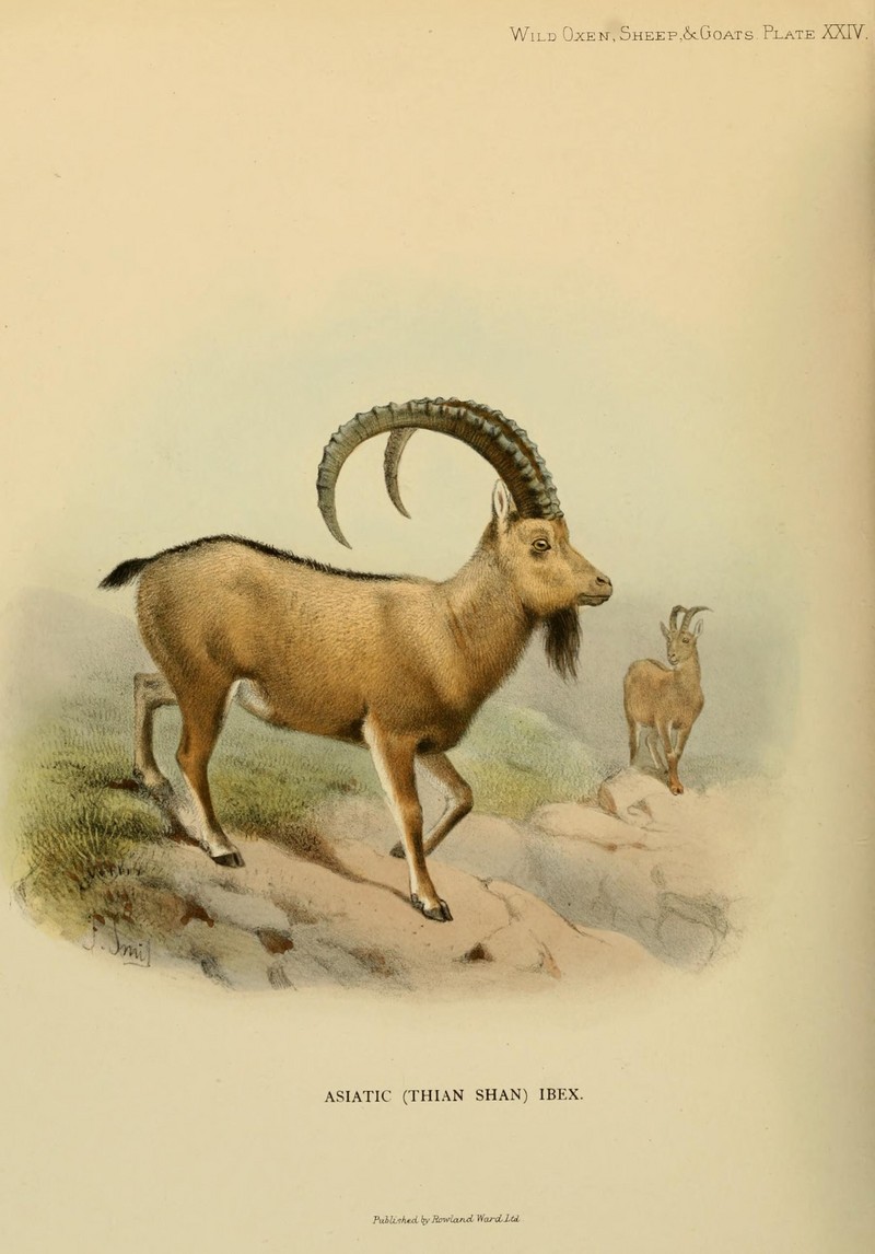Wild oxen, sheep and goats of all lands, living and extinct (Plate XXIV) (7977295873).jpg