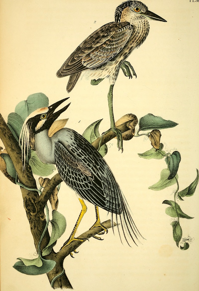 The birds of America - from drawings made in the United States and their territories (1840) (14751434942).jpg