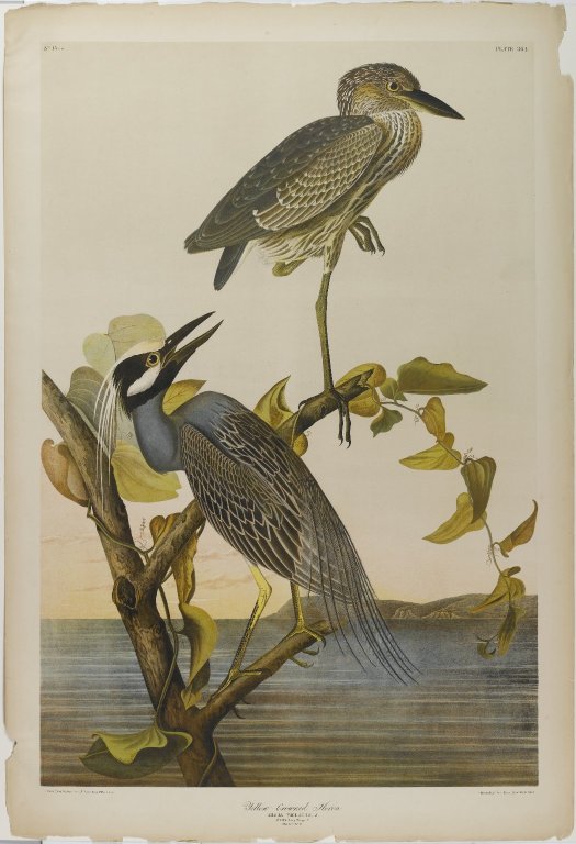 Brooklyn Museum - Yellow-crowned Heron - John J. Audubon.jpg