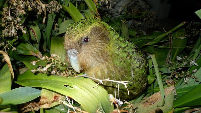 Kakapo Sirocco 1 - kakapo, owl parrot (Strigops habroptilus).jpg