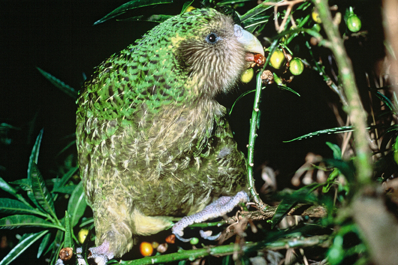 Kakapo Trevor feeding on poroporo fruit.jpg